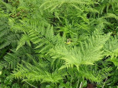 Pteris buchananii, photographed by Shaun Swanepoel