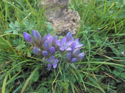 Gentianella austriaca, photographed by Michael Andresek
