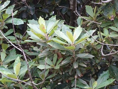 Brachylaena glabra, photographed by Shaun Swanepoel