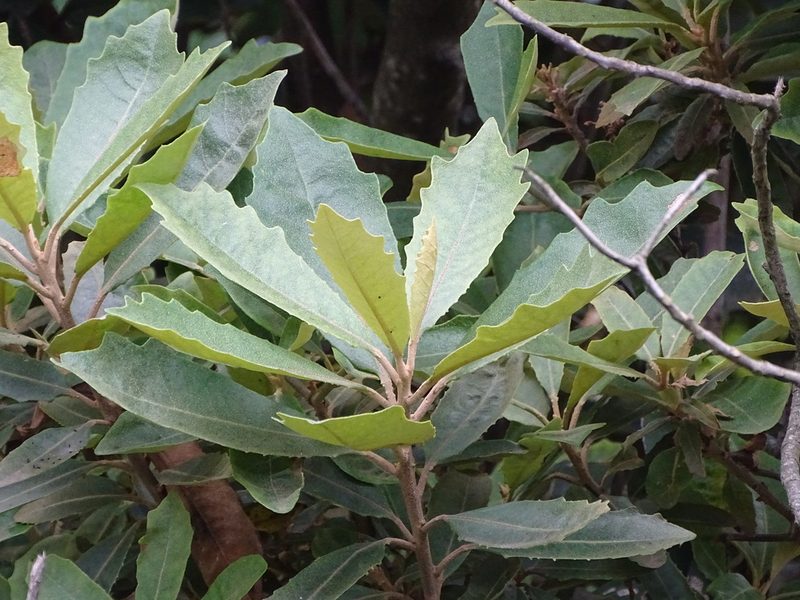 Brachylaena glabra, photographed by Shaun Swanepoel