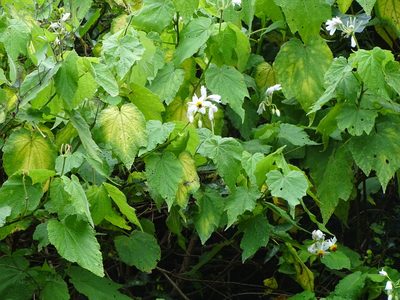 Sparrmannia africana, photographed by Shaun Swanepoel