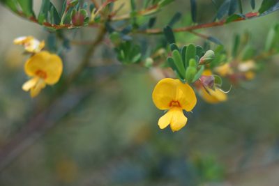 Pultenaea euchila, photographed by Greg Tasney