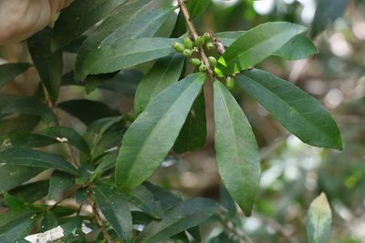 Symplocos harroldii, photographed by Greg Tasney