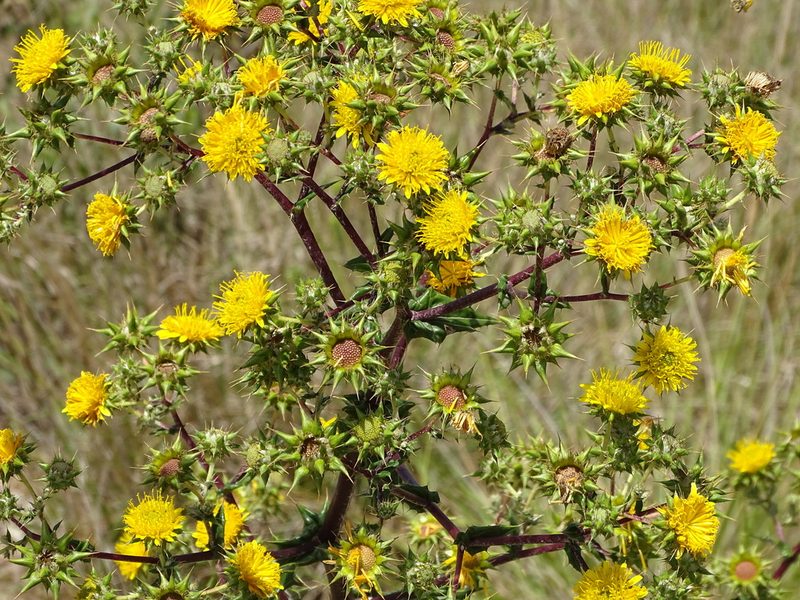 Berkheya heterophylla, photographed by Shaun Swanepoel
