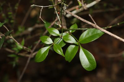 Pandorea jasminoides, photographed by Greg Tasney