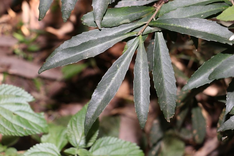 Symplocos harroldii, photographed by Greg Tasney