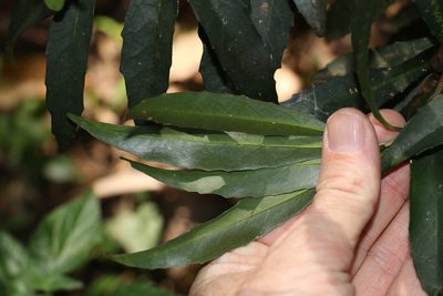 Symplocos harroldii, photographed by Greg Tasney