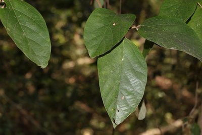 Gmelina leichhardtii, photographed by Greg Tasney