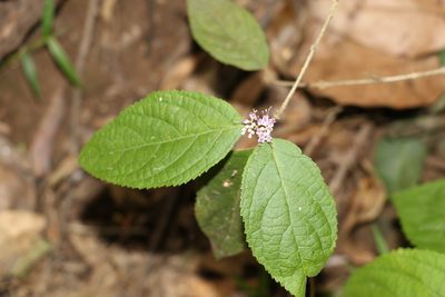 Callicarpa pedunculata, photographed by Greg Tasney