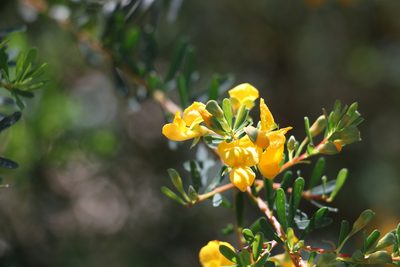 Pultenaea euchila, photographed by Greg Tasney