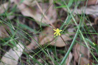 Tricoryne anceps, photographed by Greg Tasney