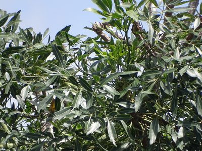 Cussonia spicata, photographed by Shaun Swanepoel