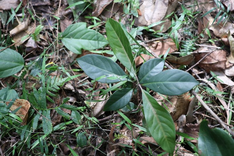 Rhodomyrtus psidioides, photographed by Greg Tasney