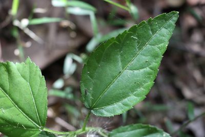 Dendrocnide photiniphylla, photographed by Greg Tasney