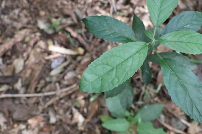 Claoxylon australe, photographed by Greg Tasney