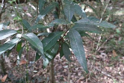 Notelaea longifolia, photographed by Greg Tasney