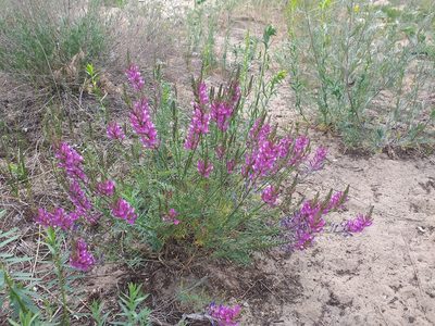 Astragalus varius, photographed by Riccardo Guarino