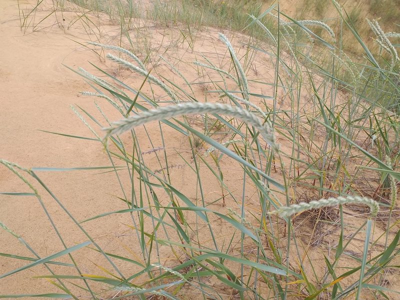 Agropyron dasyanthum, photographed by Riccardo Guarino