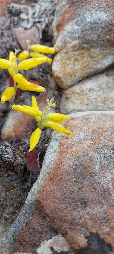 Lachenalia patentissima, photographed by sharndreheuvel