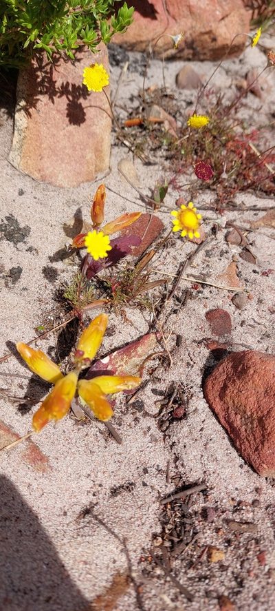 Lachenalia patentissima, photographed by sharndreheuvel