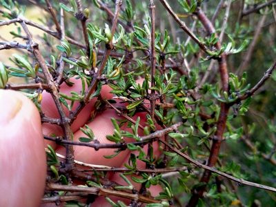 Olearia bullata, photographed by John Barkla