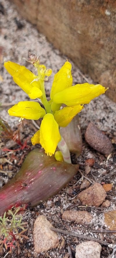 Lachenalia patentissima, photographed by sharndreheuvel