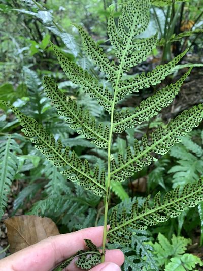 Tectaria subfuscipes, photographed by 呂一起(Lyu yi-chi)