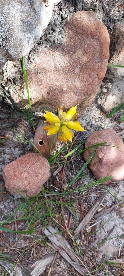 Lachenalia patentissima, photographed by sharndreheuvel