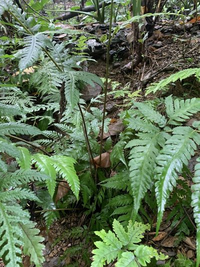 Tectaria subfuscipes, photographed by 呂一起(Lyu yi-chi)