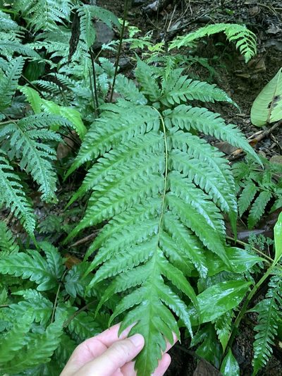 Tectaria subfuscipes, photographed by 呂一起(Lyu yi-chi)