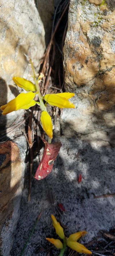 Lachenalia patentissima, photographed by sharndreheuvel