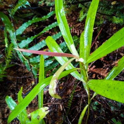 Myrsine salicina, photographed by catchwords