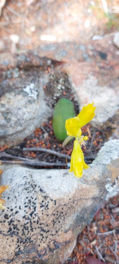 Lachenalia patentissima, photographed by sharndreheuvel