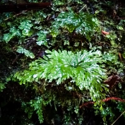 Hymenophyllum flabellatum, photographed by catchwords