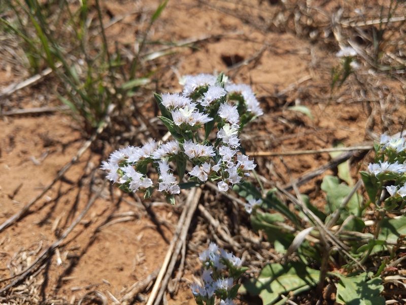 Limonium lobatum, photographed by Dylan Butcher
