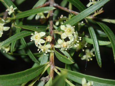 Denhamia silvestris, photographed by Thomas Mesaglio