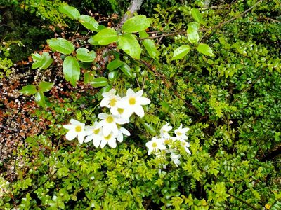 Clematis paniculata, photographed by John Barkla
