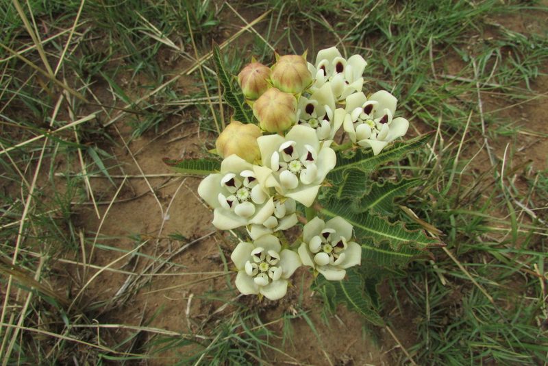 Pachycarpus schinzianus, photographed by James Deacon