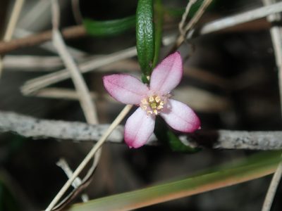 Cyanothamnus polygalifolius, photographed by Thomas Mesaglio