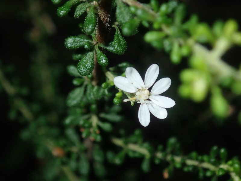 Olearia microphylla, photographed by Thomas Mesaglio