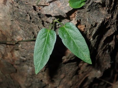 Vincetoxicum woollsii, photographed by Thomas Mesaglio