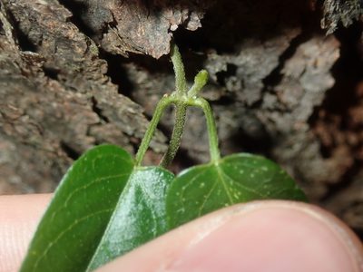 Vincetoxicum woollsii, photographed by Thomas Mesaglio