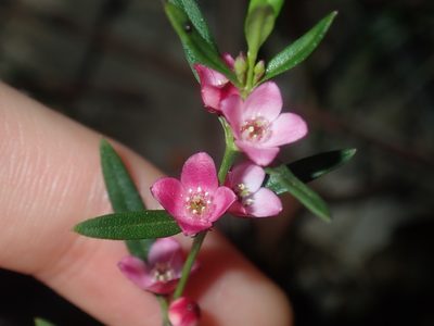 Cyanothamnus polygalifolius, photographed by Thomas Mesaglio