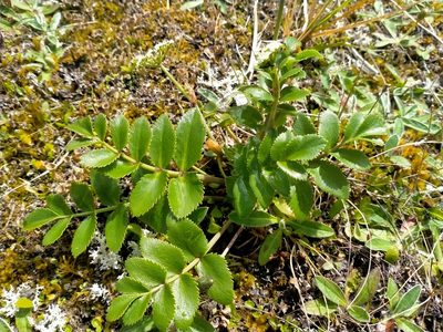 Gingidia montana, photographed by John Barkla