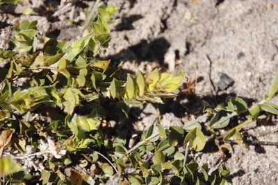 Psoralea imbricata, photographed by Tony Rebelo
