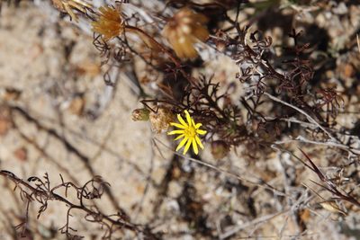 Ursinia anthemoides, photographed by Tony Rebelo