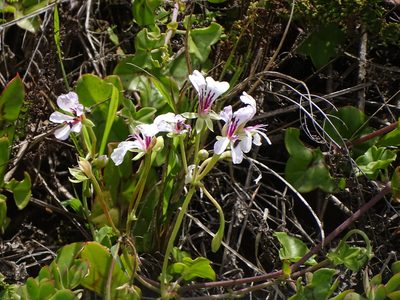 Pelargonium peltatum, photographed by Shaun Swanepoel