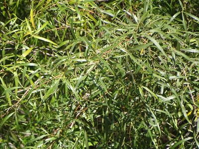 Searsia lancea, photographed by Shaun Swanepoel
