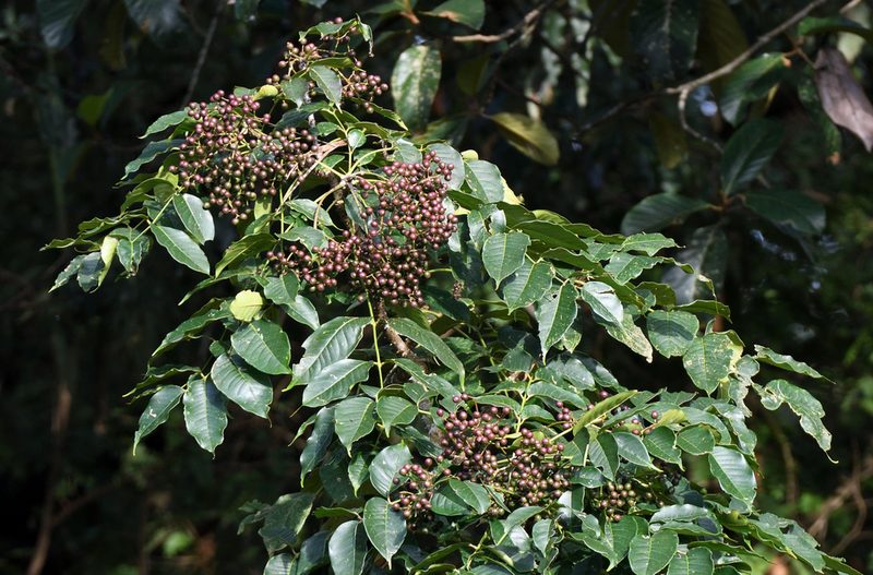 Zanthoxylum rhetsa, photographed by sunnyjosef