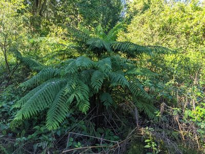 Pteris tripartita
